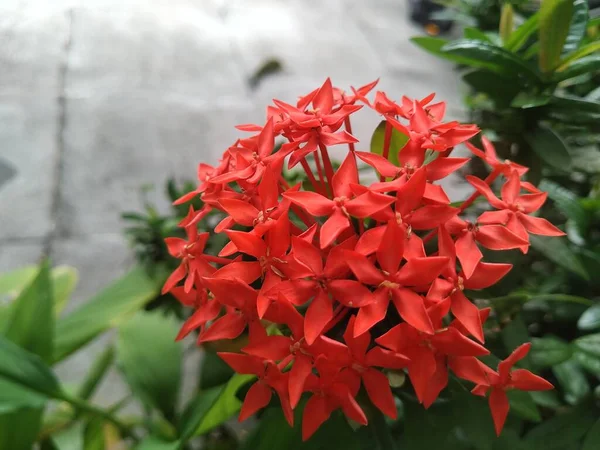 Encontrar Belas Flores Vermelhas Jardim Perto Casa Faz Hoje Sentir — Fotografia de Stock