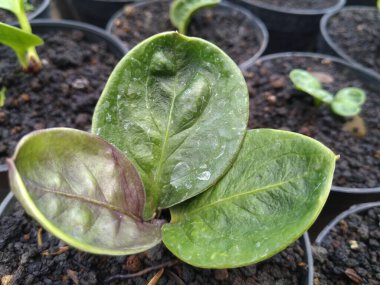 Üç meyvesi olan genç bir Variegata fabrikası. Fiyat yaprak sayısına göre belirleniyor.