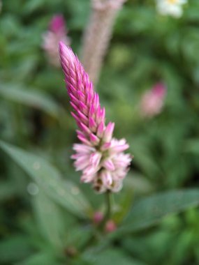 Güzel Pembe Çiçek, yakın çekim.