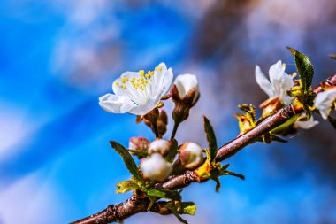 Baharda çiçek açan ağaç dalları ve yakında beyaz çiçekler. Güzel bahar zamanı