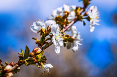 Baharda çiçek açan ağaç dalları ve yakında beyaz çiçekler. Güzel bahar zamanı