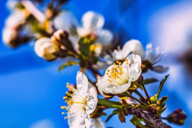 Baharda çiçek açan ağaç dalları ve yakında beyaz çiçekler. Güzel bahar zamanı