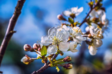 Baharda çiçek açan ağaç dalları ve yakında beyaz çiçekler. Güzel bahar zamanı