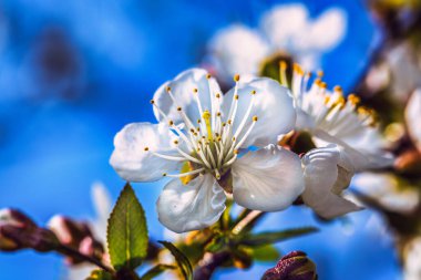 Baharda çiçek açan ağaç dalları ve yakında beyaz çiçekler. Güzel bahar zamanı