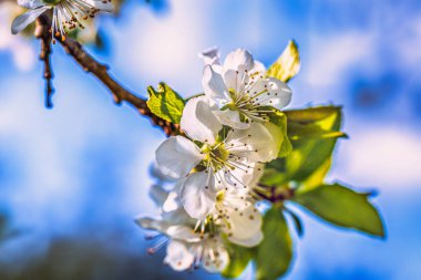 Baharda çiçek açan ağaç dalları ve yakında beyaz çiçekler. Güzel bahar zamanı
