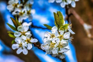 Baharda çiçek açan ağaç dalları ve yakında beyaz çiçekler. Güzel bahar zamanı