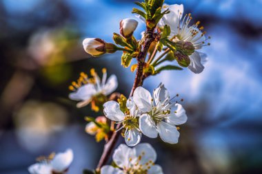 Baharda çiçek açan ağaç dalları ve yakında beyaz çiçekler. Güzel bahar zamanı