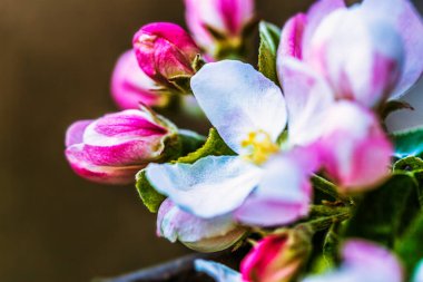 Baharda çiçek açan ağaç dalları ve beyaz pembe çiçekler kapanıyor. Güzel bahar zamanı