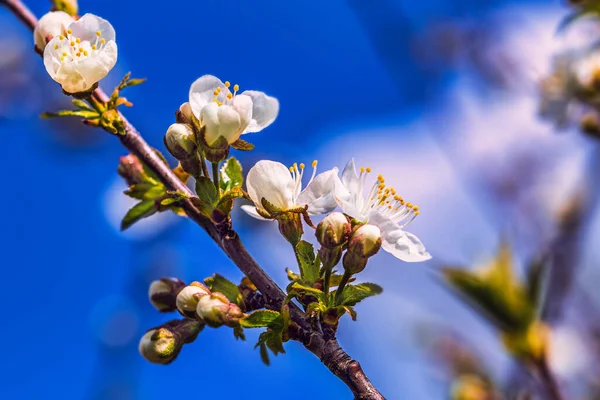 Tavasszal Virágzó Faágak Fehér Virágokkal Gyönyörű Tavaszi Idő Stock Kép