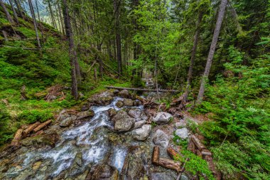 Yüksek Tatra 'daki yoğun kozalaklı bir ormandan akan güçlü bir dağ deresi. Slovakya 'nın Nefcerka vadisinde yosun kayaları ve devrilmiş ağaçlarla çevrili Kmetov şelalesi.