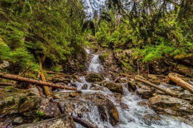 Yüksek Tatra 'daki yoğun kozalaklı bir ormandan akan güçlü bir dağ deresi. Slovakya 'nın Nefcerka vadisinde yosun kayaları ve devrilmiş ağaçlarla çevrili Kmetov şelalesi.