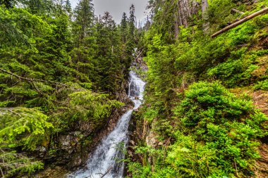 Yüksek Tatra 'daki yoğun kozalaklı bir ormandan akan güçlü bir dağ deresi. Slovakya 'nın Nefcerka vadisinde yosun kayaları ve devrilmiş ağaçlarla çevrili Kmetov şelalesi.