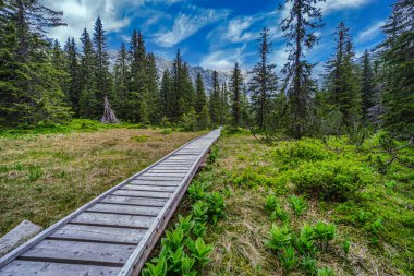 Uzun tahta bir yol yeşil çayır ve çam ormanlarından geçer ve geleneksel bir ahşap yürüyüş sığınağına doğru ilerler. Slovakya 'daki Yüksek Tatras Ulusal Parkı' nda, yumuşak bulutlu mavi bir gökyüzünün altında yakalandı.