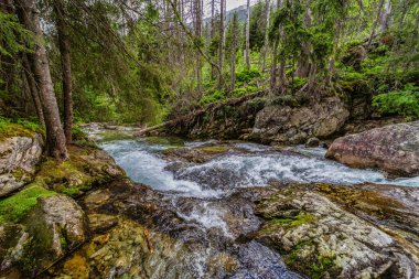 Yoğun bir yeşil ormandaki kayaların üzerinden akan dağ nehri. Slovakya 'daki High Tatras Ulusal Parkı' nda yakalandı. Yosun taşlı el değmemiş doğa ve yazın berrak su..
