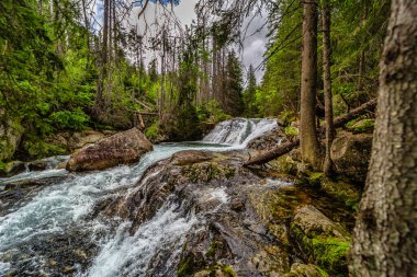 Yoğun bir yeşil ormandaki kayaların üzerinden akan dağ nehri. Slovakya 'daki High Tatras Ulusal Parkı' nda yakalandı. Yosun taşlı el değmemiş doğa ve yazın berrak su..
