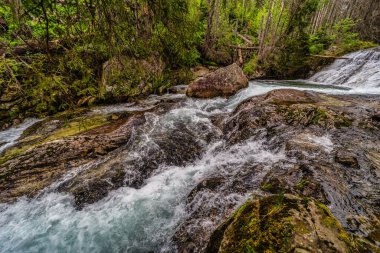 Yoğun bir yeşil ormandaki kayaların üzerinden akan dağ nehri. Slovakya 'daki High Tatras Ulusal Parkı' nda yakalandı. Yosun taşlı el değmemiş doğa ve yazın berrak su..
