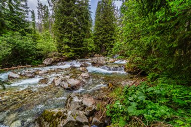 Yoğun bir yeşil ormandaki kayaların üzerinden akan dağ nehri. Slovakya 'daki High Tatras Ulusal Parkı' nda yakalandı. Yosun taşlı el değmemiş doğa ve yazın berrak su..