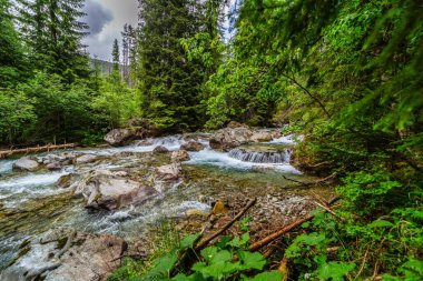 Yoğun bir yeşil ormandaki kayaların üzerinden akan dağ nehri. Slovakya 'daki High Tatras Ulusal Parkı' nda yakalandı. Yosun taşlı el değmemiş doğa ve yazın berrak su..
