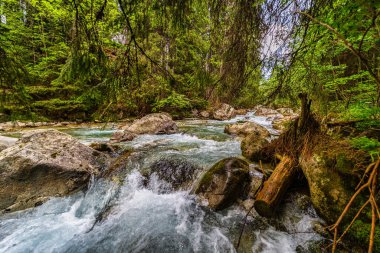 Yoğun bir yeşil ormandaki kayaların üzerinden akan dağ nehri. Slovakya 'daki High Tatras Ulusal Parkı' nda yakalandı. Yosun taşlı el değmemiş doğa ve yazın berrak su..