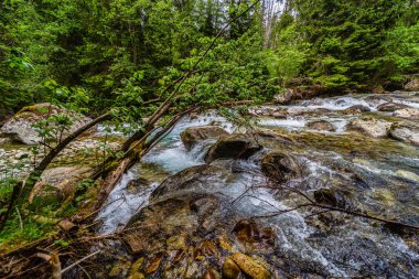 Yoğun bir yeşil ormandaki kayaların üzerinden akan dağ nehri. Slovakya 'daki High Tatras Ulusal Parkı' nda yakalandı. Yosun taşlı el değmemiş doğa ve yazın berrak su..