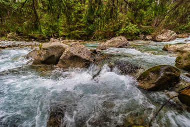 Yoğun bir yeşil ormandaki kayaların üzerinden akan dağ nehri. Slovakya 'daki High Tatras Ulusal Parkı' nda yakalandı. Yosun taşlı el değmemiş doğa ve yazın berrak su..