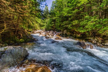 Güçlü bir dağ deresi yemyeşil bir kozalaklı ormandaki kayaların üzerinden akıyor. Slovakya 'daki Tatra Ulusal Parkı' nda kristal berrak su ve güneşte ıslanmış ağaçlar.