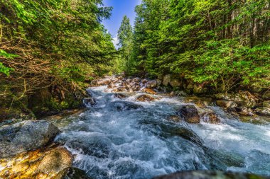 Güçlü bir dağ deresi yemyeşil bir kozalaklı ormandaki kayaların üzerinden akıyor. Slovakya 'daki Tatra Ulusal Parkı' nda kristal berrak su ve güneşte ıslanmış ağaçlar.