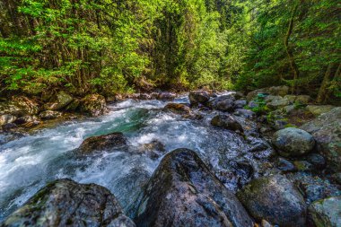 Güçlü bir dağ deresi yemyeşil bir kozalaklı ormandaki kayaların üzerinden akıyor. Slovakya 'daki Tatra Ulusal Parkı' nda kristal berrak su ve güneşte ıslanmış ağaçlar.
