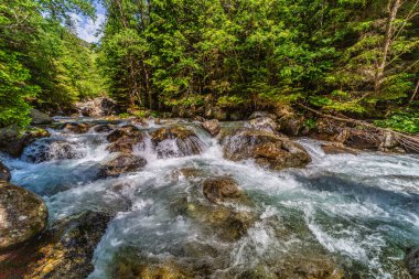 Güçlü bir dağ deresi yemyeşil bir kozalaklı ormandaki kayaların üzerinden akıyor. Slovakya 'daki Tatra Ulusal Parkı' nda kristal berrak su ve güneşte ıslanmış ağaçlar.