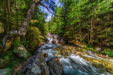 Güçlü bir dağ deresi yemyeşil bir kozalaklı ormandaki kayaların üzerinden akıyor. Slovakya 'daki Tatra Ulusal Parkı' nda kristal berrak su ve güneşte ıslanmış ağaçlar.