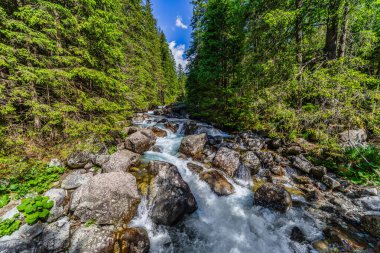 Güçlü bir dağ deresi yemyeşil bir kozalaklı ormandaki kayaların üzerinden akıyor. Slovakya 'daki Tatra Ulusal Parkı' nda kristal berrak su ve güneşte ıslanmış ağaçlar.