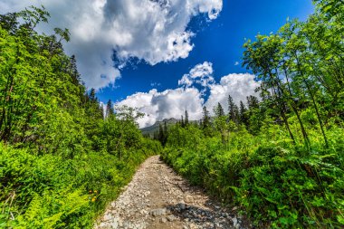 Tüylü beyaz bulutları olan parlak mavi gökyüzünün altında yemyeşil bir ormanın içinde kıvrılan kayalık bir dağ yolu. Slovakya 'daki Tatra Ulusal Parkı' nın manzarası yaz yürüyüşünün güzelliğini gösteriyor..