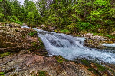 Güçlü bir dağ deresi yemyeşil bir kozalaklı ormandaki kayaların üzerinden akıyor. Slovakya 'daki Tatra Ulusal Parkı' nda kristal berrak su ve güneşte ıslanmış ağaçlar.