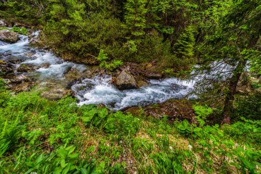 Güçlü bir dağ deresi yemyeşil bir kozalaklı ormandaki kayaların üzerinden akıyor. Slovakya 'daki Tatra Ulusal Parkı' nda kristal berrak su ve güneşte ıslanmış ağaçlar.