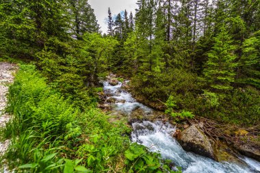 Güçlü bir dağ deresi yemyeşil bir kozalaklı ormandaki kayaların üzerinden akıyor. Slovakya 'daki Tatra Ulusal Parkı' nda kristal berrak su ve güneşte ıslanmış ağaçlar.