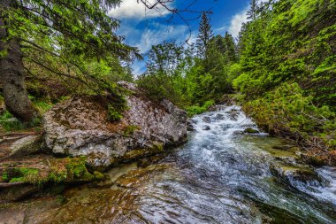 Güçlü bir dağ deresi yemyeşil bir kozalaklı ormandaki kayaların üzerinden akıyor. Slovakya 'daki Tatra Ulusal Parkı' nda kristal berrak su ve güneşte ıslanmış ağaçlar.