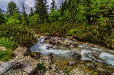 Güçlü bir dağ deresi yemyeşil bir kozalaklı ormandaki kayaların üzerinden akıyor. Slovakya 'daki Tatra Ulusal Parkı' nda kristal berrak su ve güneşte ıslanmış ağaçlar.