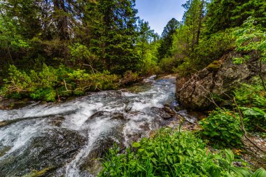 Güçlü bir dağ deresi yemyeşil bir kozalaklı ormandaki kayaların üzerinden akıyor. Slovakya 'daki Tatra Ulusal Parkı' nda kristal berrak su ve güneşte ıslanmış ağaçlar.