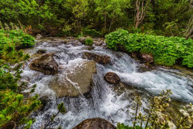 Güçlü bir dağ deresi yemyeşil bir kozalaklı ormandaki kayaların üzerinden akıyor. Slovakya 'daki Tatra Ulusal Parkı' nda kristal berrak su ve güneşte ıslanmış ağaçlar.