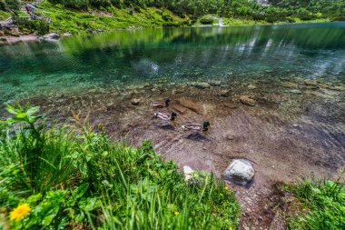 Zelene Pleso 'nun şeffaf turkuaz sularında yüzen bir grup yaban ördeği (Anas platyrhynchos). Slovakya 'daki Yüksek Tatras Ulusal Parkı' nda, arka planda yemyeşil bir kıyıda yakalandı.