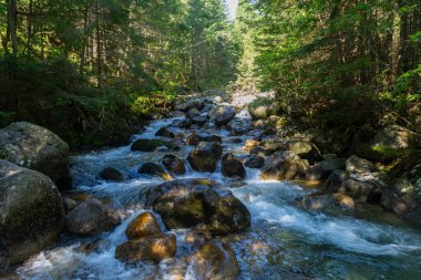 Güneşli bir ormanda, geniş yosunlu kayaların üzerinden akan temiz bir dağ deresi. Slovakya 'daki High Tatras Ulusal Parkı' nda el değmemiş doğayı ve doğal su akışını sergilerken yakalandı..