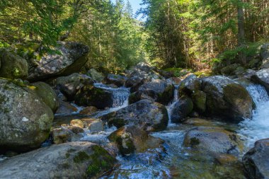 Güneşli bir ormanda, geniş yosunlu kayaların üzerinden akan temiz bir dağ deresi. Slovakya 'daki High Tatras Ulusal Parkı' nda el değmemiş doğayı ve doğal su akışını sergilerken yakalandı..