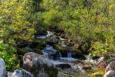 Yosun kaplı taşların üzerinden akan temiz bir dağ deresinin yakın görüntüsü. Slovakya 'daki Tatra Ulusal Parkı' nda yemyeşil bitki örtüsüyle çevrili.
