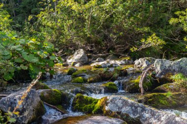 Yosun kaplı taşların üzerinden akan temiz bir dağ deresinin yakın görüntüsü. Slovakya 'daki Tatra Ulusal Parkı' nda yemyeşil bitki örtüsüyle çevrili.
