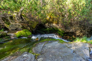 Yosun kaplı taşların üzerinden akan temiz bir dağ deresinin yakın görüntüsü. Slovakya 'daki Tatra Ulusal Parkı' nda yemyeşil bitki örtüsüyle çevrili.