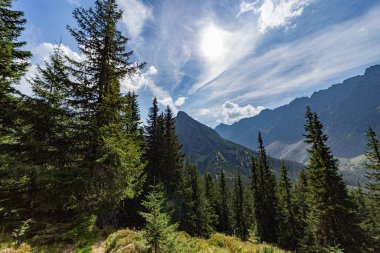 Keskin kayalık tepeler ve ince bulutlu mavi gökyüzünün altında yoğun bir ladin ormanı barındıran çarpıcı bir dağ manzarası. Slovakya 'daki High Tatras Ulusal Parkı' nda Hladke sedlo yakınlarında yakalandı..