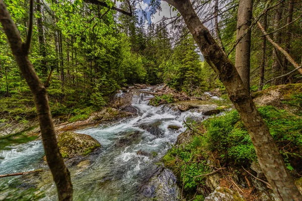 Yoğun bir yeşil ormandaki kayaların üzerinden akan dağ nehri. Slovakya 'daki High Tatras Ulusal Parkı' nda yakalandı. Yosun taşlı el değmemiş doğa ve yazın berrak su..