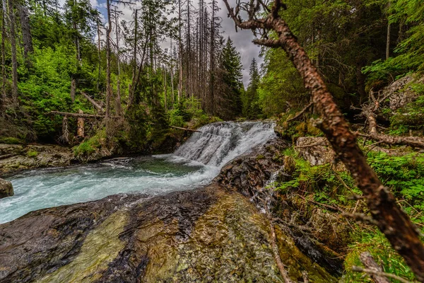 Yoğun bir yeşil ormandaki kayaların üzerinden akan dağ nehri. Slovakya 'daki High Tatras Ulusal Parkı' nda yakalandı. Yosun taşlı el değmemiş doğa ve yazın berrak su..
