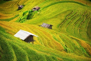 Mu Cang Chai, Yenbai pirinç tarlaları teraslı