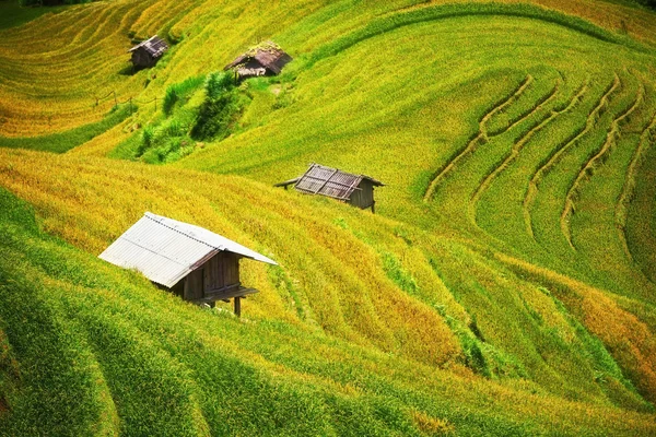 Reisfelder auf Terrassen von Mu Cang Chai, Yenbai — Stockfoto